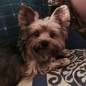 Cindy Dostalers foto
