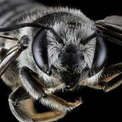 David Bailey's photo