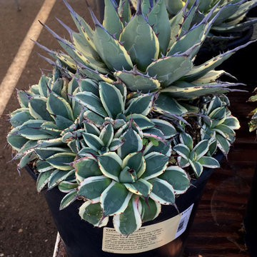 Succulents
