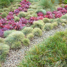 Succulents Landscaping