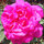janeth_caicedo