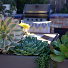 Succulents