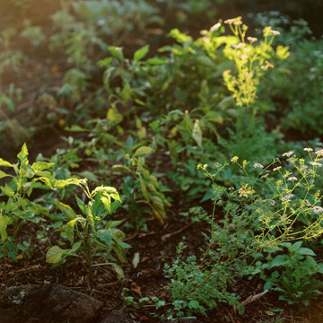 Plantings
