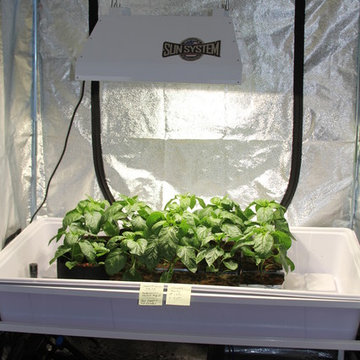 Bell Peppers grown with indoor ebb & flow hydroponic system at GrowBIGogh