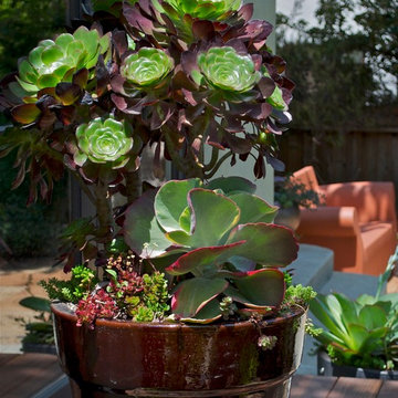Contemporary Container Garden Art