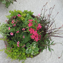 plants and pots