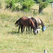 Bill Ittner's photo