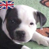 Steve Bests billede