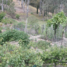 edible garden