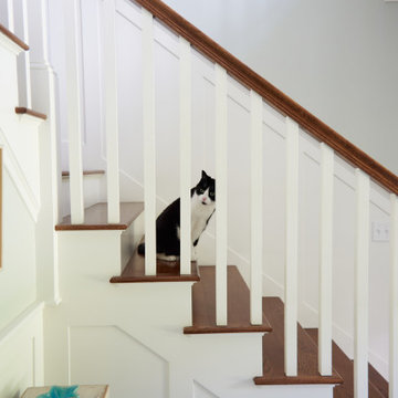 Curious Cat
