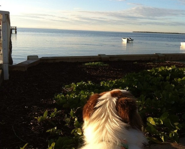 Houzz Dogs Basking in the Summer Sun