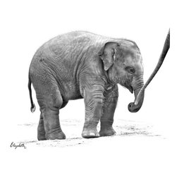Baby Asian Elephant - Fine Art Prints