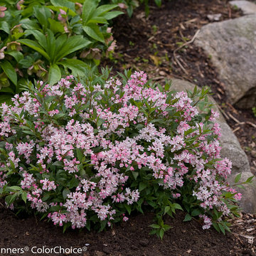 Yuki Cherry Blossom™ Deutzia