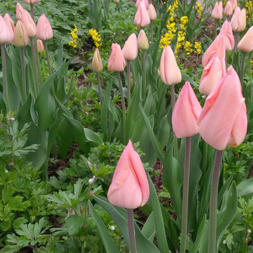 Tulpen in Kombination mit Stauden