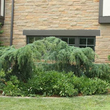 plants