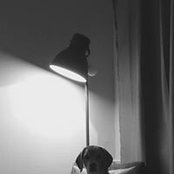 Kos Yos foto