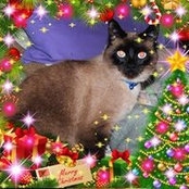 Tracy Copeland-Copper's photo