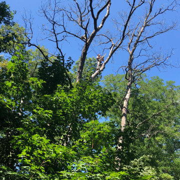 Precision Tree Trimming & Removal
