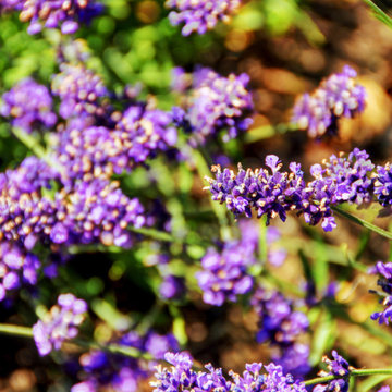 Escape To Provence
