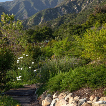 Montecito Phoenix rise from the ashes