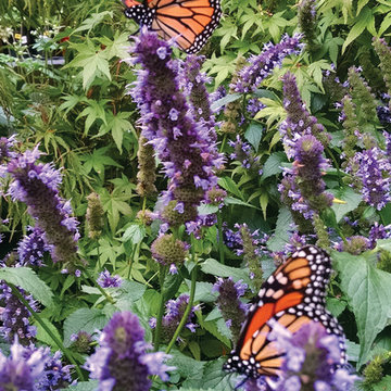 Plant Ideas & Colorful Combinations