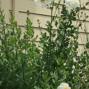Santa Rosa Front Garden