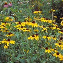Native Plantings