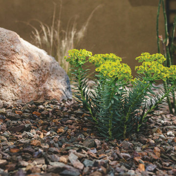 Sustainable Desert Serenity in Scottsdale