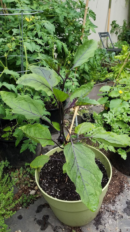 Transplanting eggplant out of soggy soil?