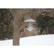 Shari Dearth's photo