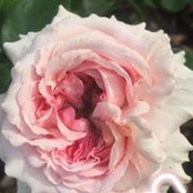 Kieran Monahan's photo