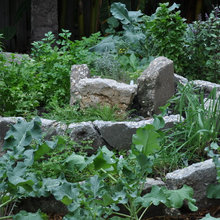 Garden ideas