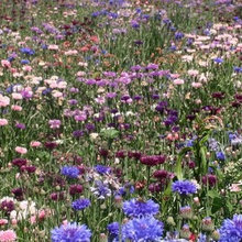 Wildflowers from Seed  2019