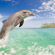 Sea life