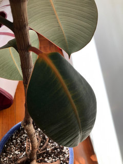 red prayer plant toxic to cats Red Prayer Plant