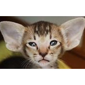 Marva Marrow's photo