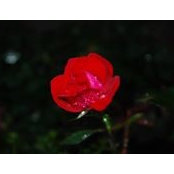 Sandra Norris's photo
