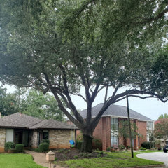 Alex tree service