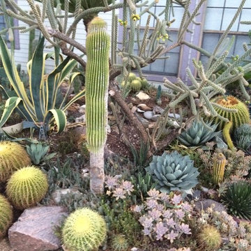 cactus & Succulent Gardens