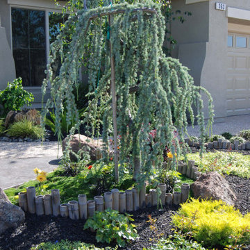 Drought Resistant Front Yard