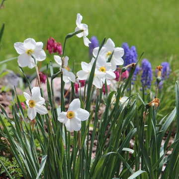 Daffodil with Grape hyacinth