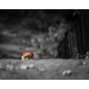 Greg Forbes's photo