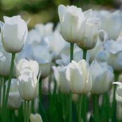 Laurel Randon-Grummitt's photo