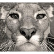 Bill Johnson's photo