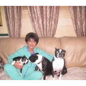 Thomas Boston Terriers's photo
