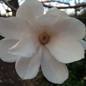 Ioana Carcea's photo