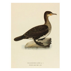 Great Cormorant, 1929, Print - Prints And Posters