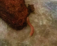 Are these millipedes and how do I get rid of them? | Houzz Forum