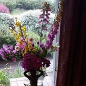 Donna Nolan's photo