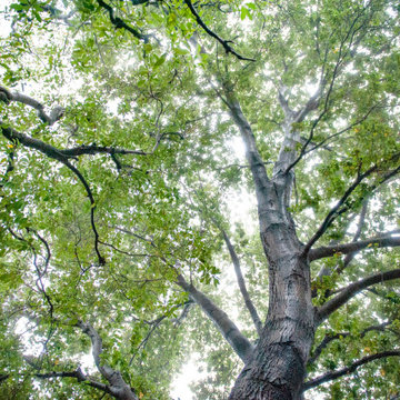 Expansive Oak Tree Canopy